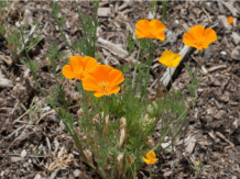 Escholzia Californica - 1 g | 800 seeds